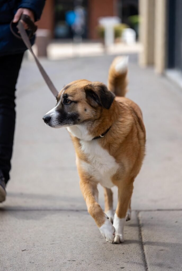 How to Stop Your Dog from Pulling on the Leash: Expert Tips That Actually Work
